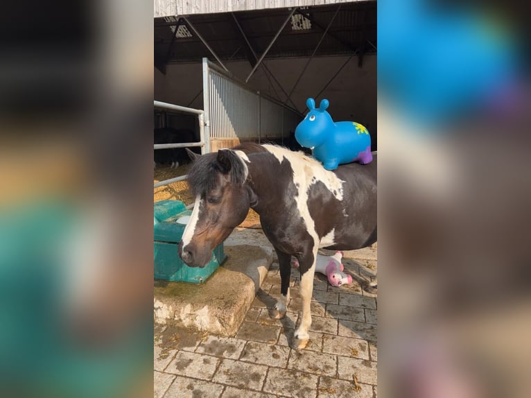 Weitere Ponys/Kleinpferde Stute 15 Jahre 130 cm Schecke in Poppenricht