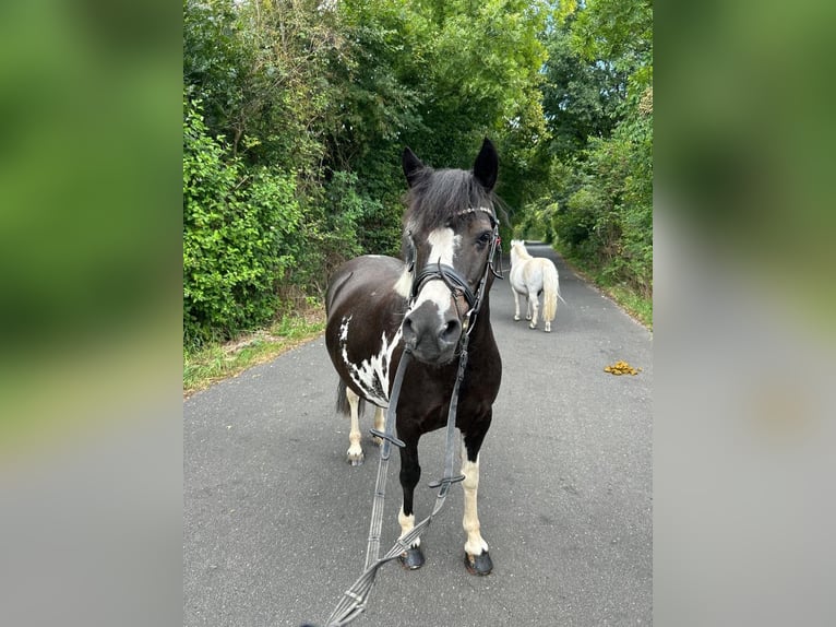 Weitere Ponys/Kleinpferde Stute 15 Jahre 130 cm Schecke in Poppenricht