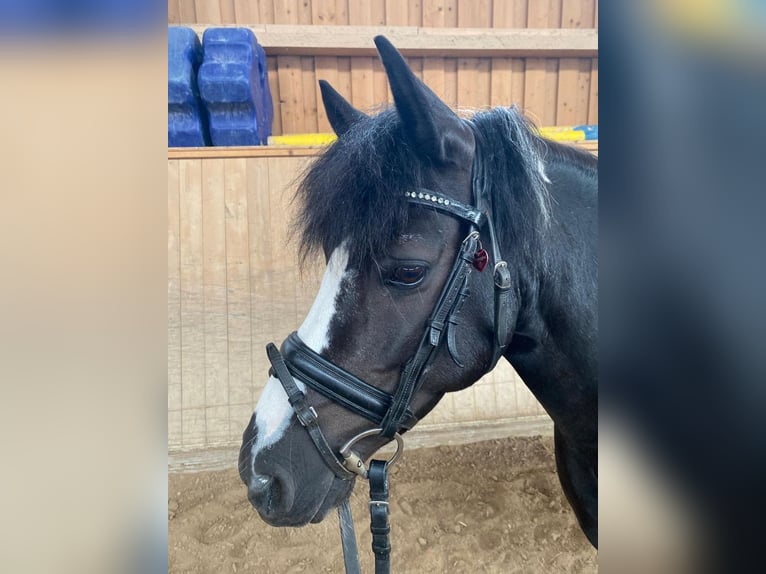 Weitere Ponys/Kleinpferde Stute 15 Jahre 130 cm Schecke in Poppenricht