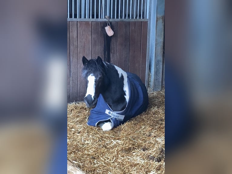 Weitere Ponys/Kleinpferde Stute 15 Jahre 130 cm Schecke in Poppenricht