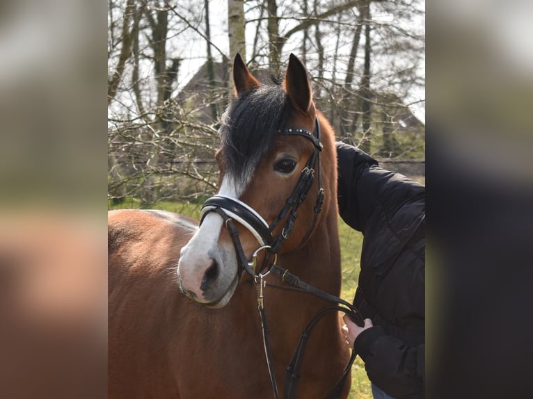 Weitere Ponys/Kleinpferde Mix Stute 15 Jahre 137 cm Brauner in Bad Zwischenahn