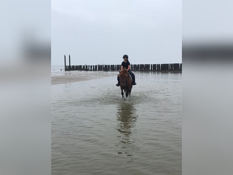 Weitere Ponys/Kleinpferde Stute 15 Jahre 137 cm Fuchs in Erkelenz