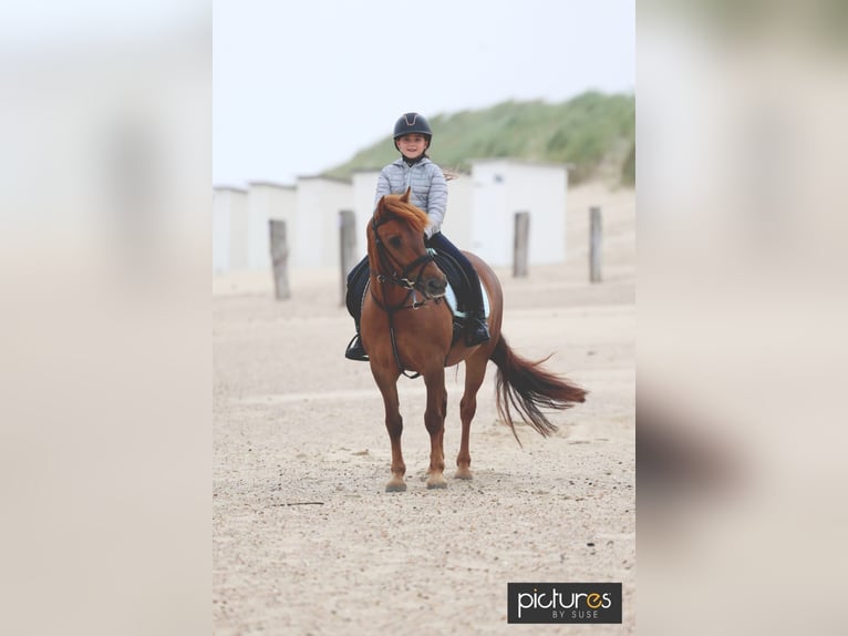 Weitere Ponys/Kleinpferde Stute 15 Jahre 137 cm Fuchs in Erkelenz