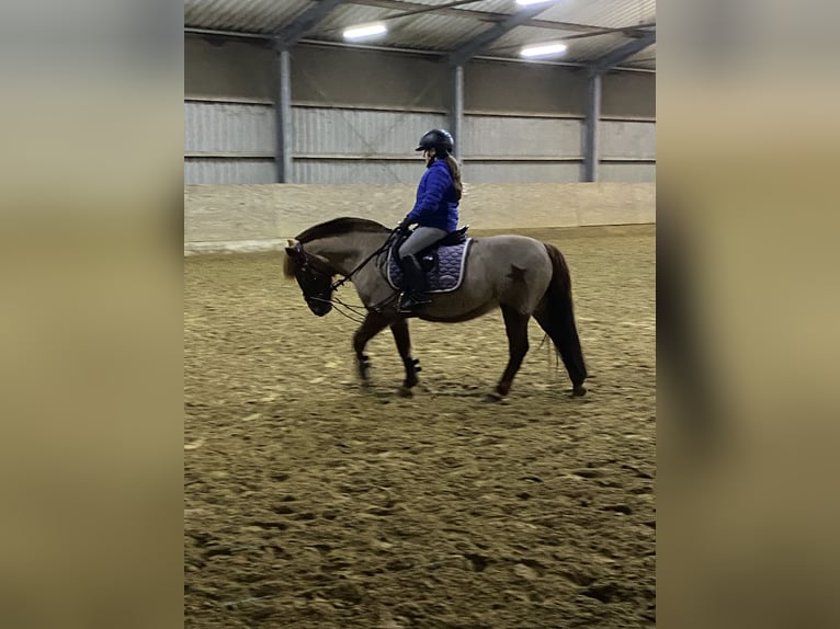 Weitere Ponys/Kleinpferde Stute 15 Jahre 137 cm Fuchs in Erkelenz