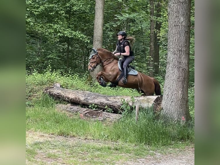 Weitere Ponys/Kleinpferde Stute 15 Jahre 137 cm Fuchs in Erkelenz