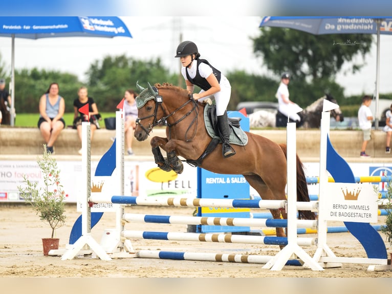 Weitere Ponys/Kleinpferde Stute 15 Jahre 137 cm Fuchs in Erkelenz