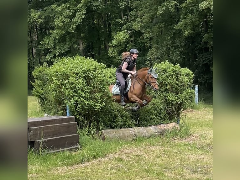 Weitere Ponys/Kleinpferde Stute 15 Jahre 137 cm Fuchs in Erkelenz