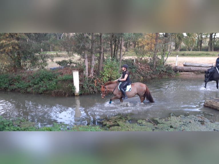 Weitere Ponys/Kleinpferde Stute 15 Jahre 137 cm Fuchs in Erkelenz