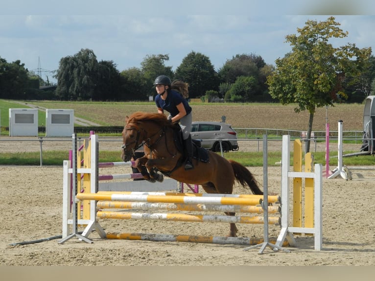 Weitere Ponys/Kleinpferde Stute 15 Jahre 137 cm Fuchs in Erkelenz