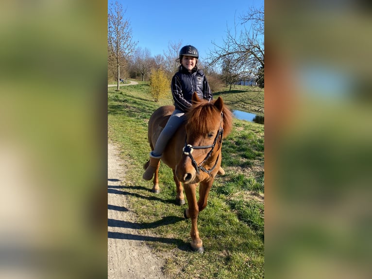 Weitere Ponys/Kleinpferde Stute 15 Jahre 137 cm Fuchs in Erkelenz