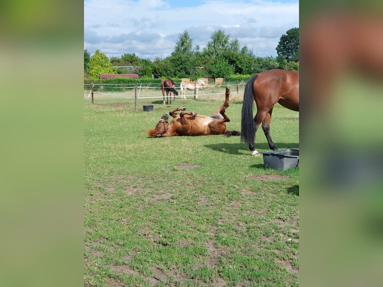 Weitere Ponys/Kleinpferde Stute 15 Jahre 137 cm Fuchs in Erkelenz
