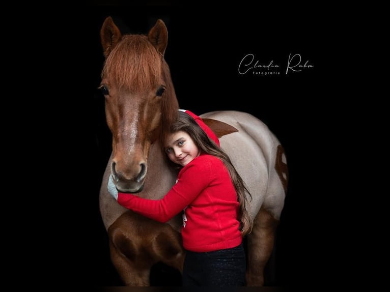 Weitere Ponys/Kleinpferde Stute 15 Jahre 137 cm Fuchs in Erkelenz