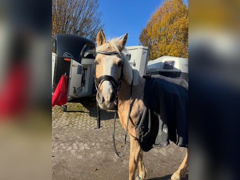 Weitere Ponys/Kleinpferde Stute 15 Jahre 141 cm Palomino in Hannover