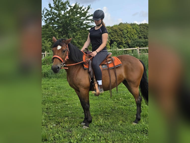 Weitere Ponys/Kleinpferde Stute 15 Jahre 142 cm Brauner in Linkenbach