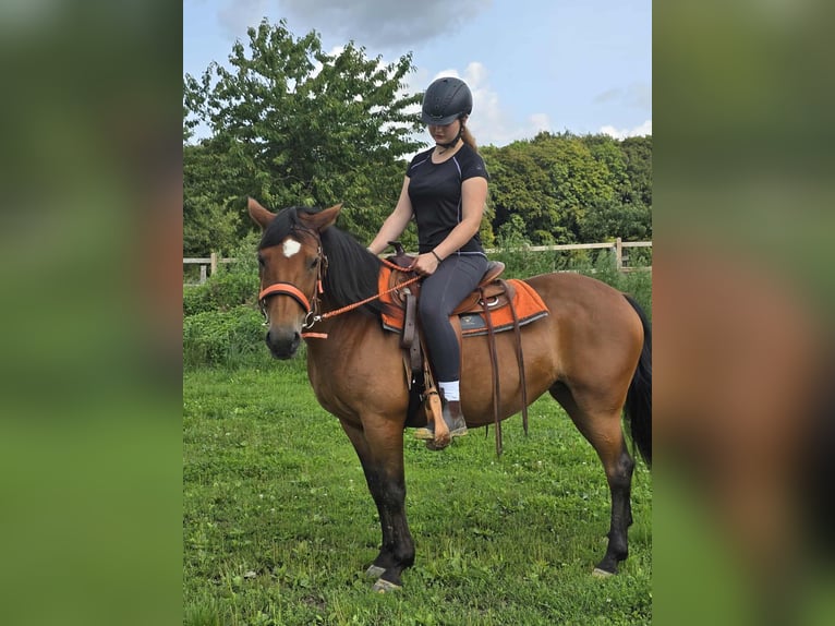 Weitere Ponys/Kleinpferde Stute 15 Jahre 142 cm Brauner in Linkenbach