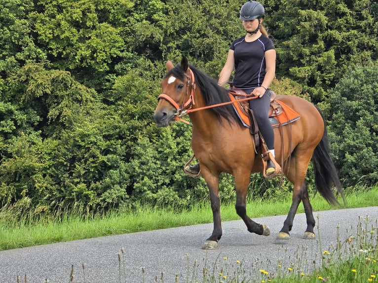 Weitere Ponys/Kleinpferde Stute 15 Jahre 142 cm Brauner in Linkenbach
