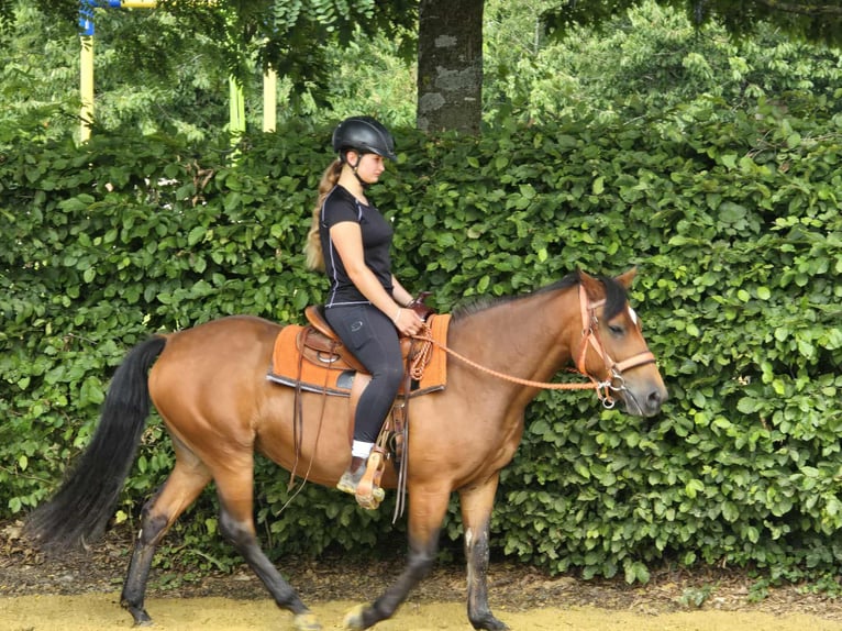 Weitere Ponys/Kleinpferde Stute 15 Jahre 142 cm Brauner in Linkenbach