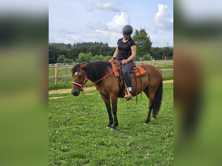 Weitere Ponys/Kleinpferde Stute 15 Jahre 142 cm Brauner in Linkenbach