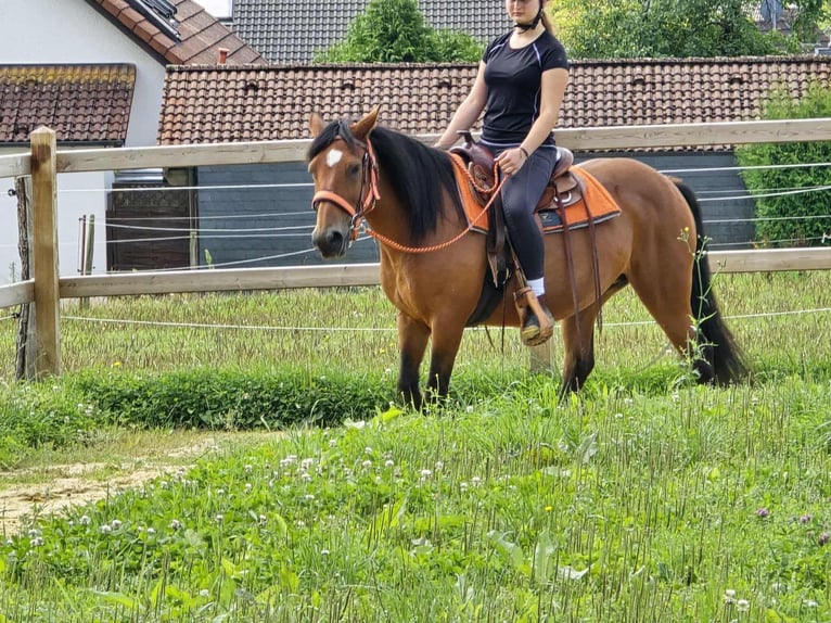 Weitere Ponys/Kleinpferde Stute 15 Jahre 142 cm Brauner in Linkenbach