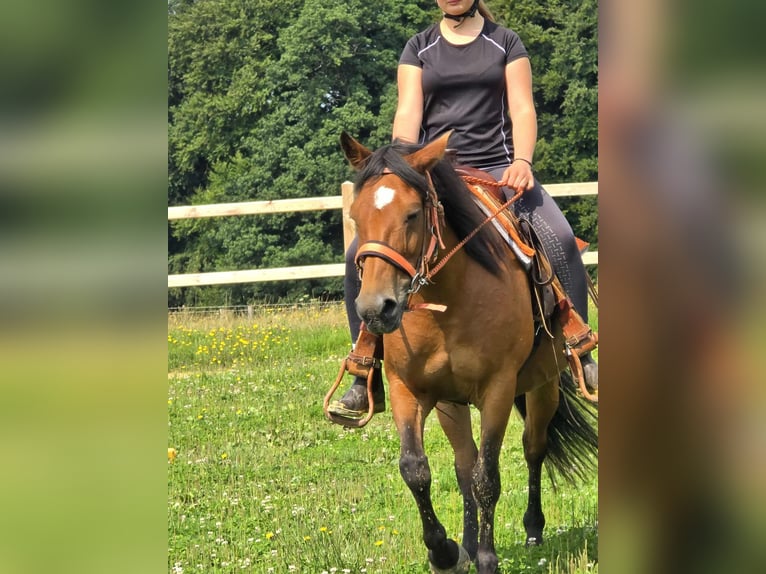 Weitere Ponys/Kleinpferde Stute 15 Jahre 142 cm Brauner in Linkenbach