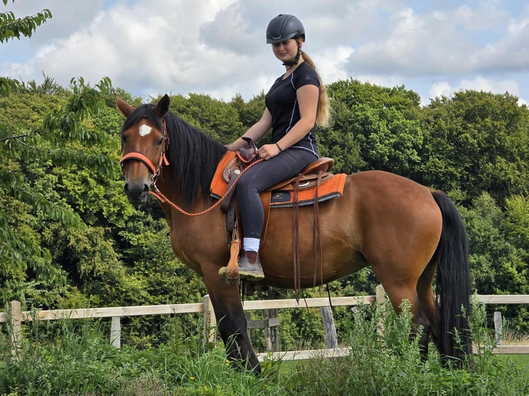Weitere Ponys/Kleinpferde Stute 15 Jahre 142 cm Brauner in Linkenbach