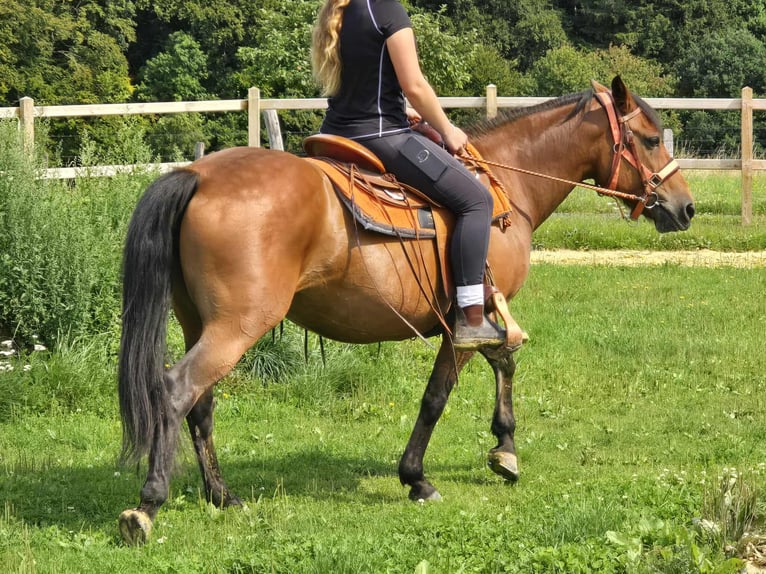 Weitere Ponys/Kleinpferde Stute 15 Jahre 142 cm Brauner in Linkenbach