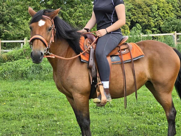 Weitere Ponys/Kleinpferde Stute 15 Jahre 142 cm Brauner in Linkenbach