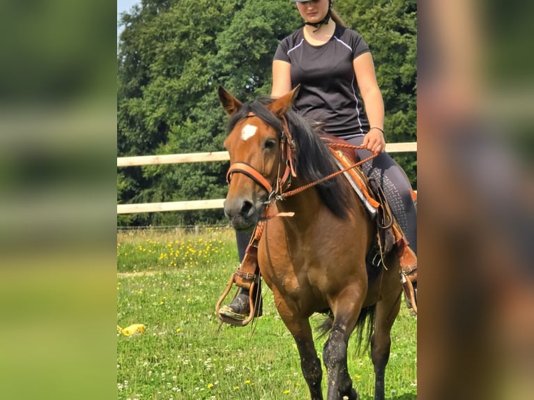 Weitere Ponys/Kleinpferde Stute 15 Jahre 142 cm Brauner in Linkenbach