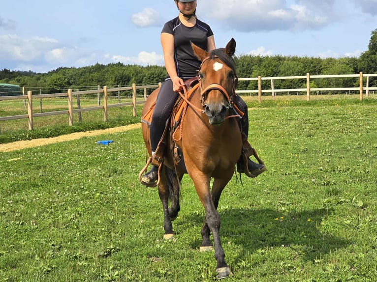Weitere Ponys/Kleinpferde Stute 15 Jahre 142 cm Brauner in Linkenbach