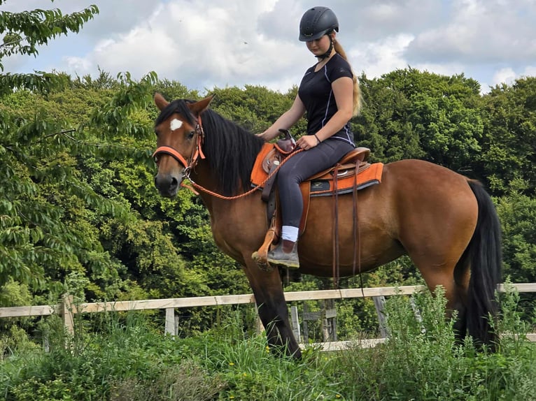 Weitere Ponys/Kleinpferde Stute 15 Jahre 142 cm Brauner in Linkenbach