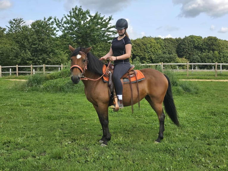 Weitere Ponys/Kleinpferde Stute 15 Jahre 142 cm Brauner in Linkenbach