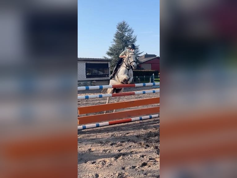 Weitere Ponys/Kleinpferde Stute 15 Jahre 147 cm Schimmel in Stolberg (Rheinland)