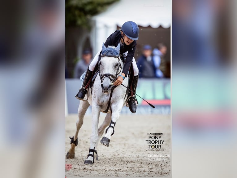 Weitere Ponys/Kleinpferde Stute 15 Jahre 147 cm Schimmel in Stolberg (Rheinland)