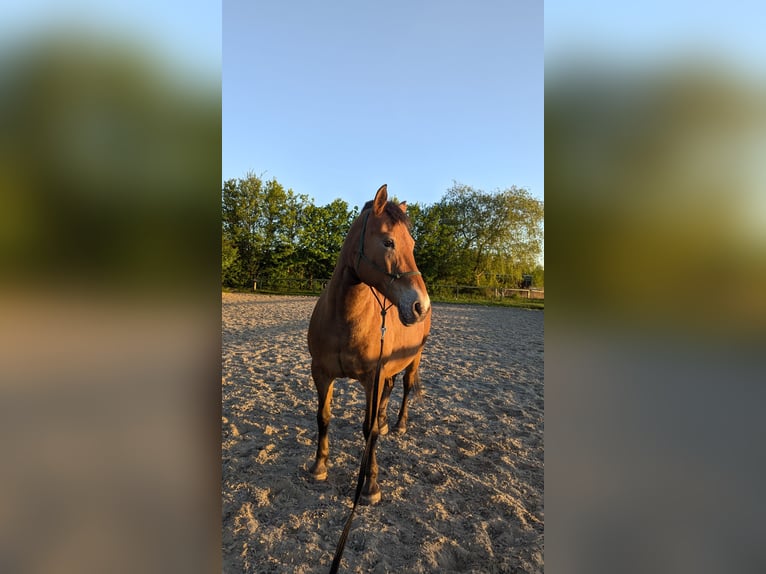 Weitere Ponys/Kleinpferde Mix Stute 15 Jahre 148 cm in Hennigsdorf