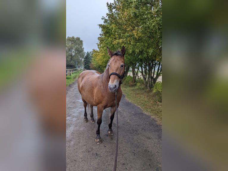 Weitere Ponys/Kleinpferde Mix Stute 15 Jahre 148 cm in Hennigsdorf