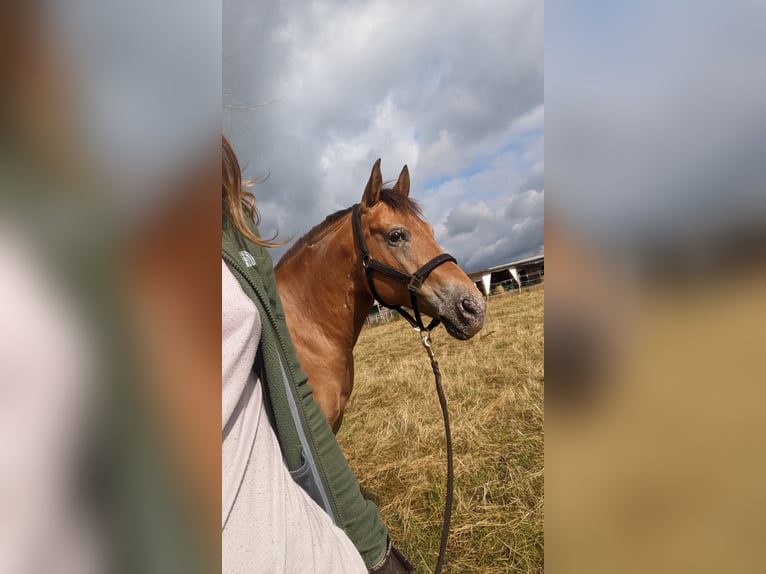 Weitere Ponys/Kleinpferde Mix Stute 15 Jahre 148 cm in Hennigsdorf