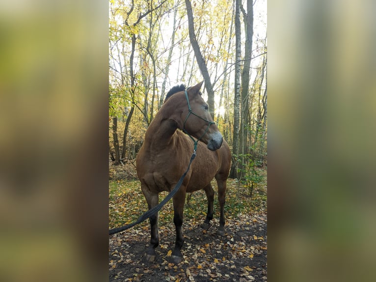 Weitere Ponys/Kleinpferde Mix Stute 15 Jahre 148 cm in Hennigsdorf