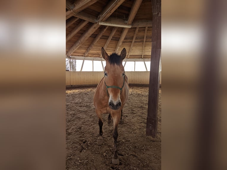 Weitere Ponys/Kleinpferde Mix Stute 15 Jahre 148 cm in Hennigsdorf