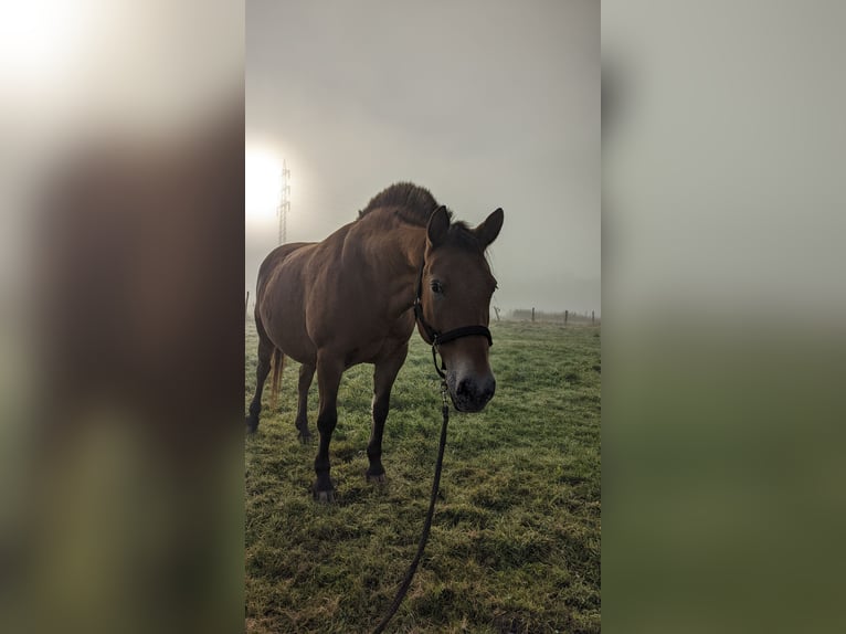 Weitere Ponys/Kleinpferde Mix Stute 15 Jahre 148 cm in Hennigsdorf