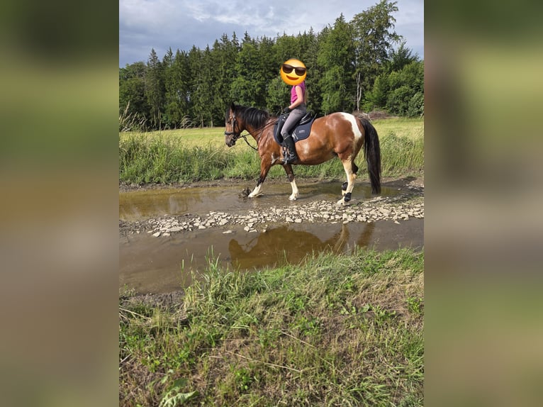 Weitere Ponys/Kleinpferde Mix Stute 15 Jahre 149 cm Tobiano-alle-Farben in Marienberg