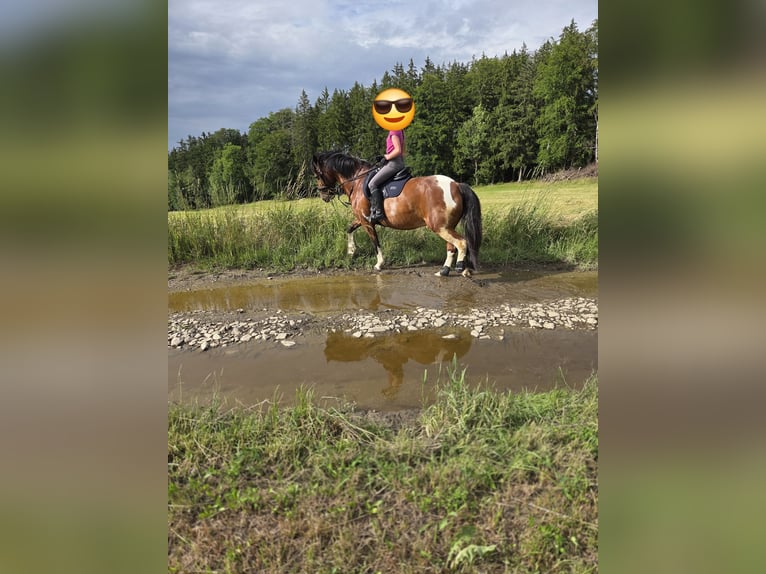 Weitere Ponys/Kleinpferde Mix Stute 15 Jahre 149 cm Tobiano-alle-Farben in Marienberg