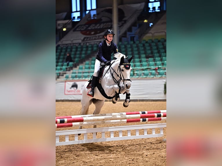 Weitere Ponys/Kleinpferde Stute 15 Jahre Schimmel in Mainburg