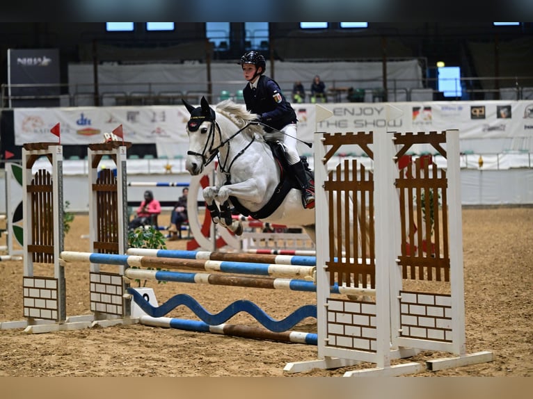 Weitere Ponys/Kleinpferde Stute 15 Jahre Schimmel in Mainburg