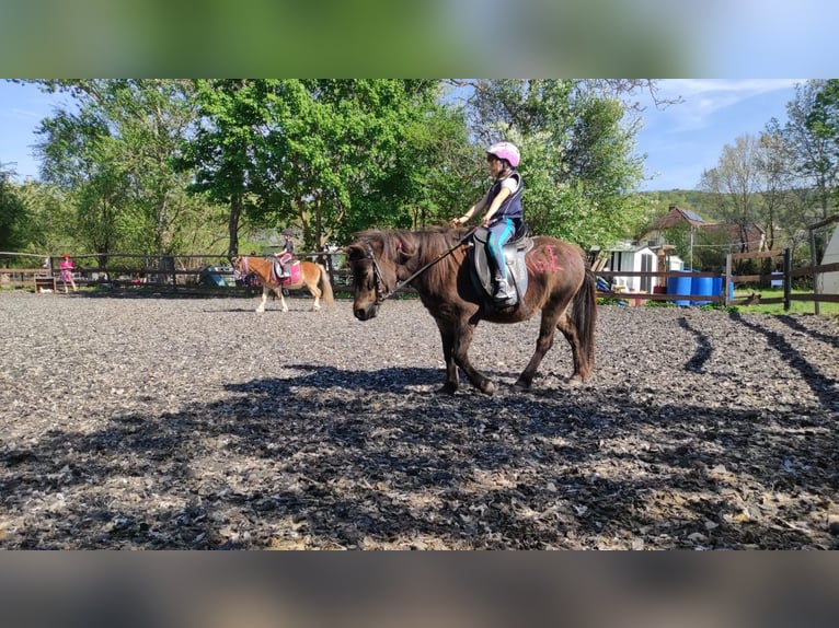 Weitere Ponys/Kleinpferde Stute 16 Jahre 115 cm Brauner in Hadersw&#xF6;rth