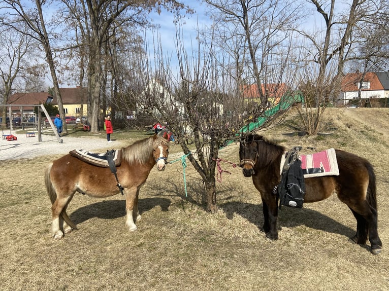 Weitere Ponys/Kleinpferde Stute 16 Jahre 115 cm Brauner in Hadersw&#xF6;rth