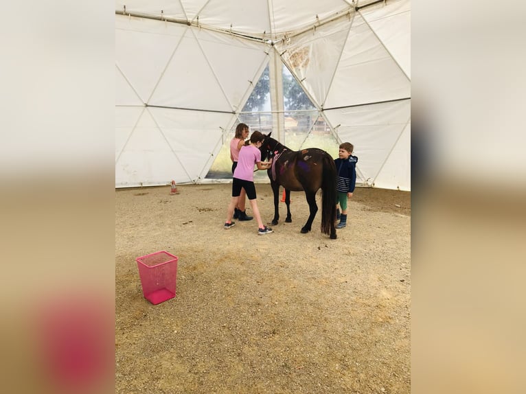 Weitere Ponys/Kleinpferde Stute 16 Jahre 115 cm Brauner in Hadersw&#xF6;rth