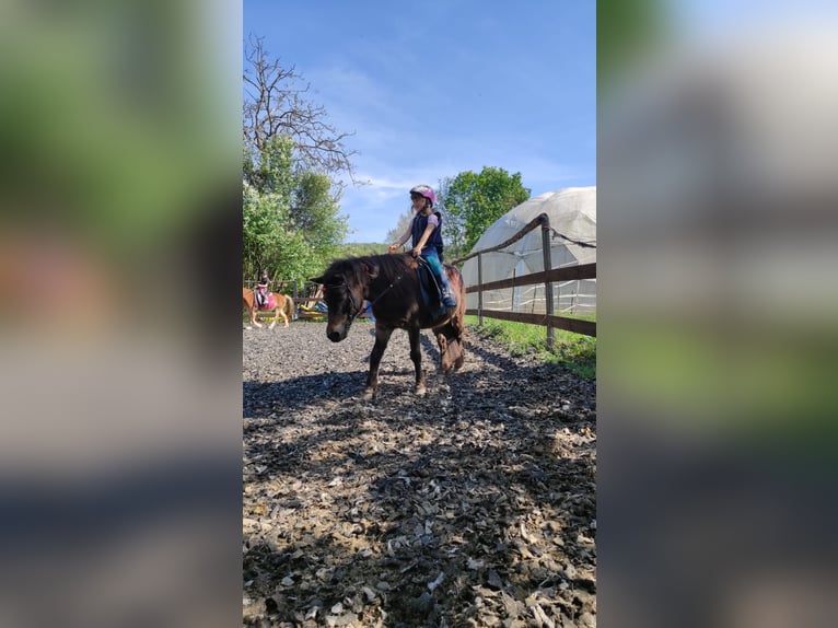 Weitere Ponys/Kleinpferde Stute 16 Jahre 115 cm Brauner in Hadersw&#xF6;rth