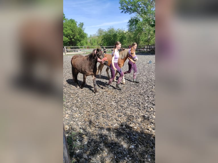 Weitere Ponys/Kleinpferde Stute 16 Jahre 115 cm Brauner in Hadersw&#xF6;rth