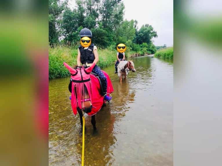 Weitere Ponys/Kleinpferde Stute 16 Jahre 115 cm Brauner in Hadersw&#xF6;rth