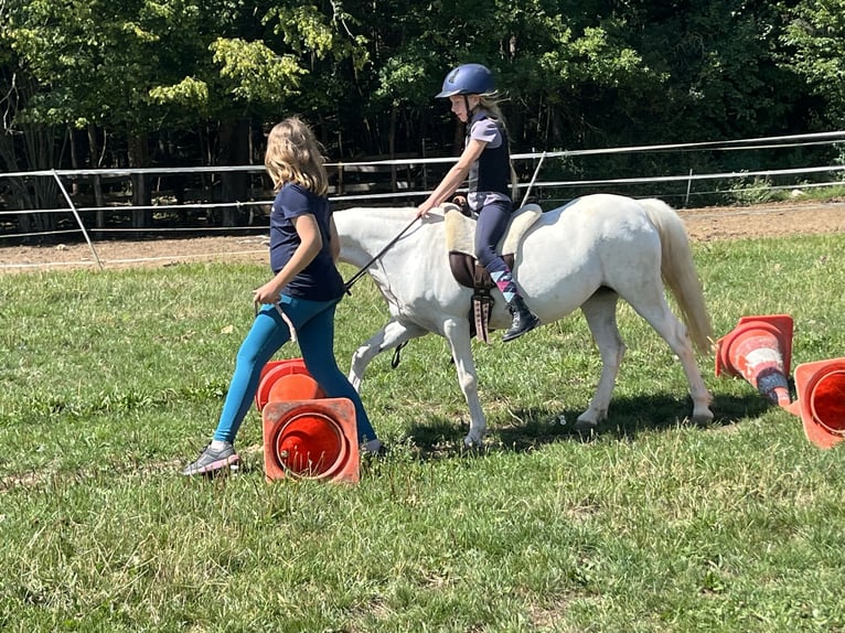 Weitere Ponys/Kleinpferde Stute 16 Jahre 120 cm Schimmel in Ursensollen